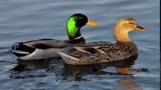 huting enimal hunting duck 1