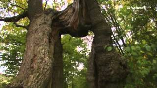 Teja - Alter Baum