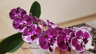 Орхидея фаленопсис шоколад биг лип | Цветение Орхидеи| Orchid big lip | Orchids