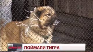 Поймали тигра