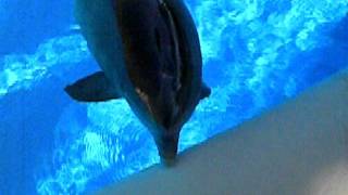 Pretty Aline talking to the Dolphins!