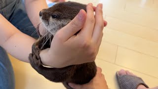 飼い主二人からいっぺんに撫でられまくったカワウソの反応がまさかすぎた Otter's reaction to being petted by two owners at once