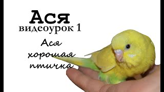 ? Учим попугая по имени Ася говорить, видеоурок1: "Ася хорошая птичка"