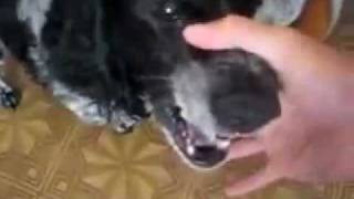 PERRO BEATBOX!