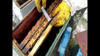 БЫСТРОЕ РАСШИРЕНИЕ ПАСЕКИ Формирование отводков пчел  Весенние работы на пасеке
