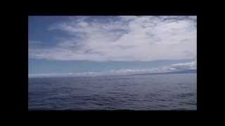 クロマグロのモヤモヤナブラ/2014.07.21