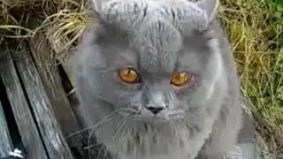 кот зовет кошку