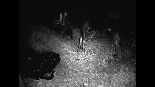 Moose Mating Season Activity:  2 bulls and 1 cow walking around