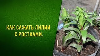 Как сажать лилии с ростками