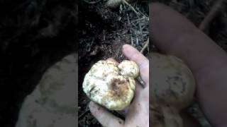 Tartuf. Tartufo bianco srbija sjenica t