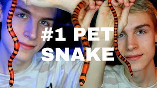 #1 Pet Snake for Beginners (MUST WATCH)