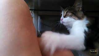 Мадемуазель, же не манж па сис жур) | Котёнок смешно выпрашивает еду)