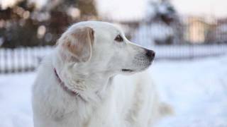 Canon EF 50mm f/1.8 II video test