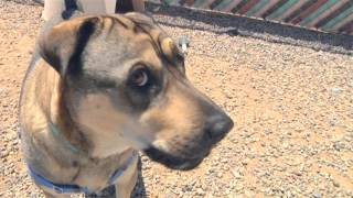 Santa Fe Animal Shelter Annual Campaign 2012