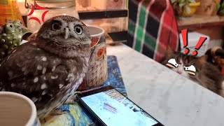 Кот смотрит на сову, которая смотрит на птичек в ютубе. Совёнку Лучику нужны синички!