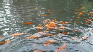 Wisata kebun sagu Tuban, indah dan alami