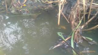 Elektro fishing tes