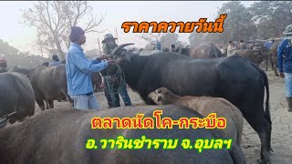 สำรวจราคาควายตลาดนัดโค-กระบือ อ.วารินชำราบ จ.อุบลฯ ( 19/1/63 )