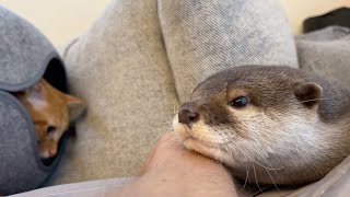 斬新な形の巣箱をカワウソにあげた結果思わぬ使い方をした The result of giving a novel-shaped birdhouse to an otter