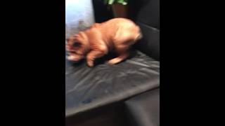 Английский бульдог хулиганит###!english bulldog bully