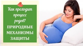Как проходит процесс родов? Природные механизмы защиты - проф. Брехман