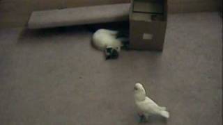 Cat, Bird & Dog together