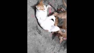 Ataque FATAL de um Pit Bull com gato Cenas Fortes
