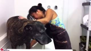 Great Dane