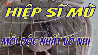 Cu Gáy Hòn Đất-Hiệp Sĩ Mù-Cu Mồi Độc Nhất Vô Nhị