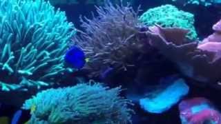 SPS LPS aquarium1