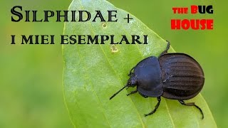Insetti delle carogne: Silphidae + i miei esemplari