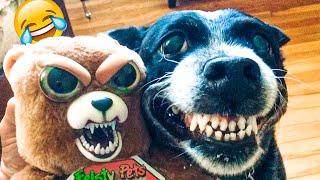 Funniest Dogs And Cats Videos - Funny Animal Videos, Best of the 2021