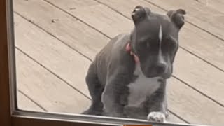 Rescue dog is so obsessed with her mom