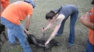 my wifes first hog with cold steel knife