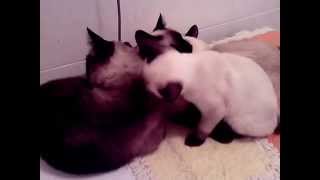 Котята Меконгского бобтейла. УМЫВАНИЕ. "Питомник Golden Truffle"