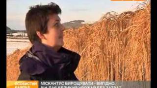 Мискантус выгодно выращивать