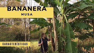 Características de la bananera musa - Decogarden - Jardinatis