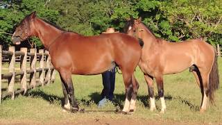 Horse Mating Fails