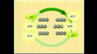 Calvin Cycle