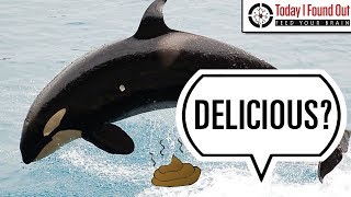 Why Do People Eat Whale Poop?