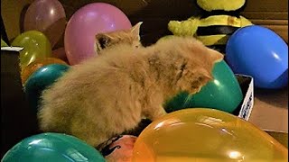 KittyJoyJoy - Kittens Looner Fetish Popping Bright Color Latex Balloons Funny Cat Videos