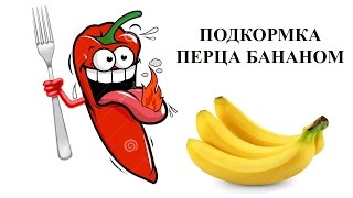 Подкормка рассады перцев бананом. - Способ подкормки рассады