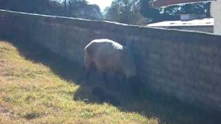 PARTO EN BORREGA