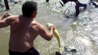 Dorado y Vivora