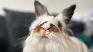 A child got allergies. And this bunny lost his home.