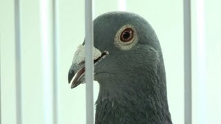 Belgian racing pigeons lure rich Chinese aficionados