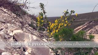 ракитник русский