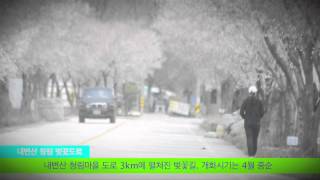 변산반도펜션여행_ 봄여행추천지 [내변산 청림 벚꽃도로]