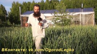 Какой сорт чеснока выбрать для посадки? 5 лет испытаний