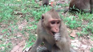 Queen And Princess 10 - Kidnapper Trick For Catch Baby Monkey